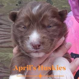 Girl 3 - Red and white female Siberian Husky puppy in Terre Haute, Indiana from April's Huskies