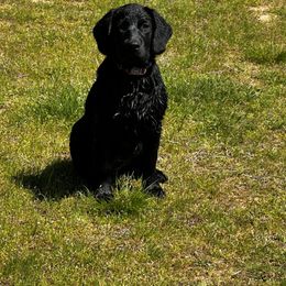 Dilute Retriever and Labrador Retriever Puppies from SmoKy Hills Labradors