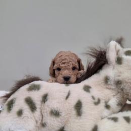 Hudson (AKC) - Apricot male Poodle puppy in Rainbow City, Alabama from Spinks Poodles