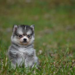 Balto - Silver male Pomsky puppy in Coos Bay, Oregon from Ocean View Pomskies