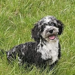 Cockapoo, Maltipoo, Morkie, and Yorkipoo Puppies from Mosaic Merle Doodles