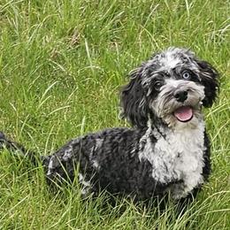 Cockapoo, Maltipoo, Morkie, and Yorkipoo Puppies from Mosaic Merle Doodles
