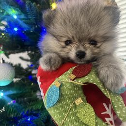 Jay - Wolf sable male Pomeranian puppy in Las Vegas, Nevada from PupsByNikki