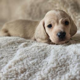 Orange collar - Cream male Dachshund puppy in Pasco, Washington from Loyal Lil Dachshunds