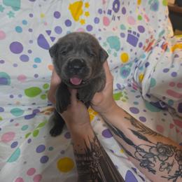Female 6 - Gray female Cane Corso puppy in Mason City, Illinois from Red Wood Cane Corso