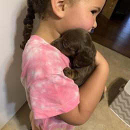 Dachshund Puppies from L & A Dachshunds