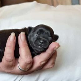 August - Mahogany male Mi-Ki puppy in Toronto, Ohio from Shekinah’s Mi-Kis & Cricket Hill’s Westies