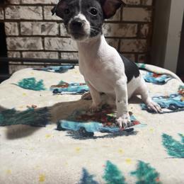 Waltz - Black and white female Teddy Roosevelt Terrier puppy in Denham Springs, Louisiana from K&B Menagerie Teddy Roosevelt Terriers