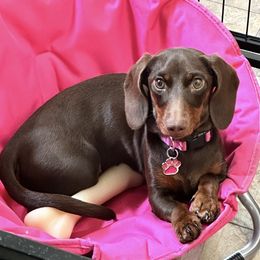 Marni - Dachshund