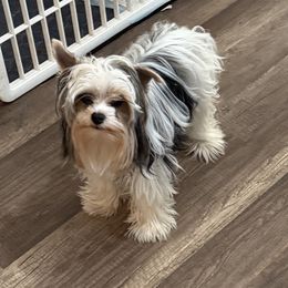 Gracie Mae - Yorkshire Terrier