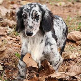 Merle - Dachshund