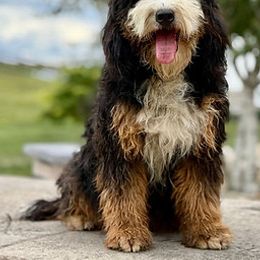 Ivy - Bernedoodle