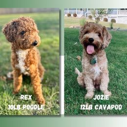 Cavapoo puppies from Family Raised Mini Cavapoos