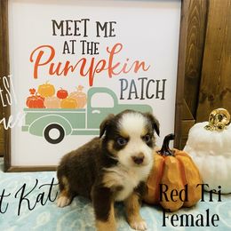 Australian Shepherd Puppies from Far West Aussies