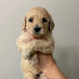 Dark blue - Cream female Goldendoodle puppy in Ranger, Georgia from Muscadine Meadows Poodles and Doodles