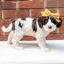Whirl - Chocolate female Australian Labradoodle puppy in Decatur, Alabama from Southern Meadows Doodles