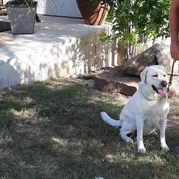 Phoebe - Labrador Retriever