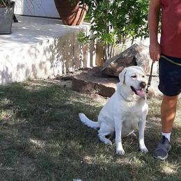 Phoebe - Labrador Retriever