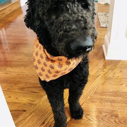 Goldendoodle All Grown Up from Creekside Doodles