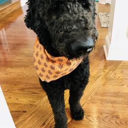 Goldendoodle All Grown Up from Creekside Doodles
