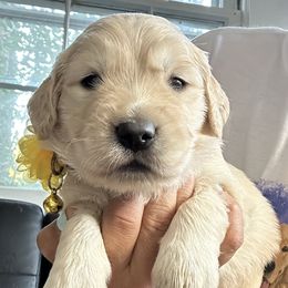 Golden Retriever Puppies from Ruff Life Goldens