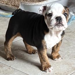 Bulldog puppies from KnockDown Bulldogs
