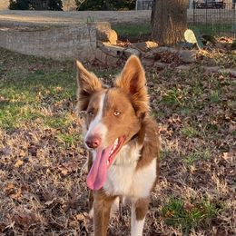 Iorek - Border Collie