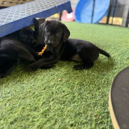 Gold collar male - Black male Labrador Retriever puppy in Gainesville, Georgia from Rucker Retrievers