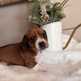 Alfie - Piebald male Dachshund puppy in Jacksonville, Florida from Florida Dippin’ Dachshunds & Aussiedoodles