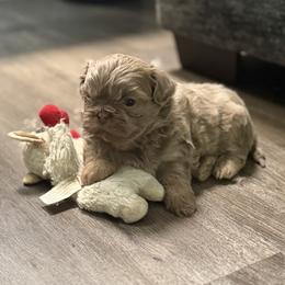 Boy1 - Lilac male Shih Tzu puppy in Union City, Georgia from Chinx Puppy Songs