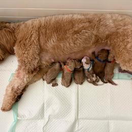 1 spot available pick out 6 weeks old - Red  female Goldendoodle puppy in La Grange, Georgia from Heartfelt GoldenDoodles