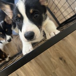 Pembroke Welsh Corgi Puppies from Db’s Pembroke Welsh Corgis