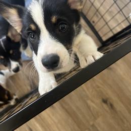 Pembroke Welsh Corgi Puppies from Db’s Pembroke Welsh Corgis