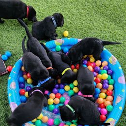 Labrador Retriever Puppies from Steele Caliber Retrievers