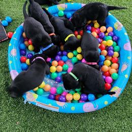 Labrador Retriever Puppies from Steele Caliber Retrievers