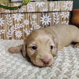 Cassie - Cream female Dachshund puppy in Thomaston, Georgia from UGG Ranch