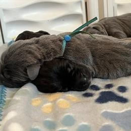 Cane Corso Puppies from Nuovo Inizi Kennels