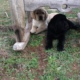 Labrador Retriever Puppies from Barton Creek Labradors