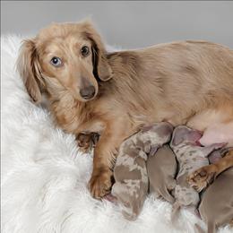 Arrow - Dapple male Dachshund puppy in Fultonville, New York from Sandy Aussies & Pomeranians