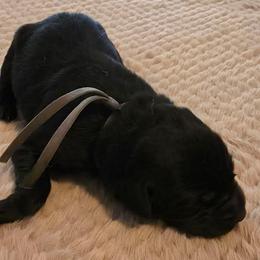 Boy 4 - Black male Labrador Retriever puppy in Oxford, Georgia from Cornish Mountain Labradors