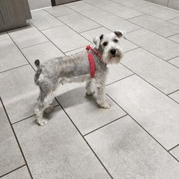 Freya - Miniature Schnauzer