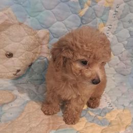 Boy 1 - Apricot male Poodle puppy in North Augusta, South Carolina from Tiny Paws Luxury Pets