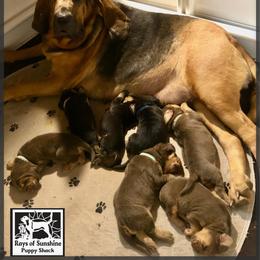 Boy 4 - Black and tan male Bloodhound puppy in Pelahatchie, Mississippi from Rays Of Sunshine Bloodhounds