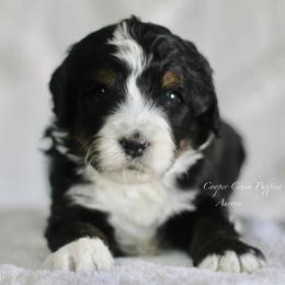 Aurora - Tri-color female Bernedoodle puppy in Lowry City, Missouri from Cooper Creek Puppies