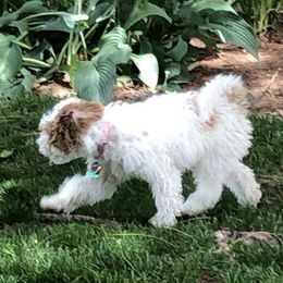 Goldendoodles from Losee Doodles