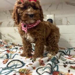 Ginger - Red and white female Cockapoo puppy in Delran, New Jersey from HMH’s Maltipoos & Cavaliers