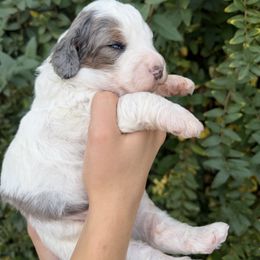 Mike - Merle male Bernedoodle puppy in Gilbert, Arizona from Gilbert Bernedoodles & Whoodles