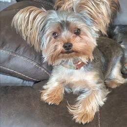 Sasha - Yorkshire Terrier