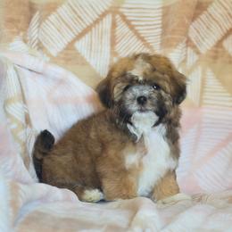 Doug - Brown male Shichon puppy in Delta, Colorado from PTK Ranch