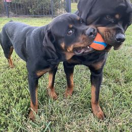 Border Collie and Rottweiler All Grown Up from KJB Kennels